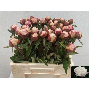 Paeo L Gardenia