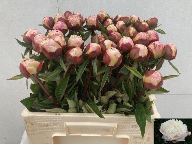 <h4>Paeo L Gardenia</h4>