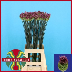 Allium Sphaerocephal