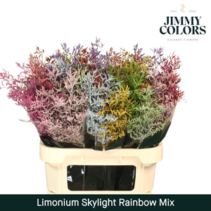 Limonium Skylight L70 Rainbow