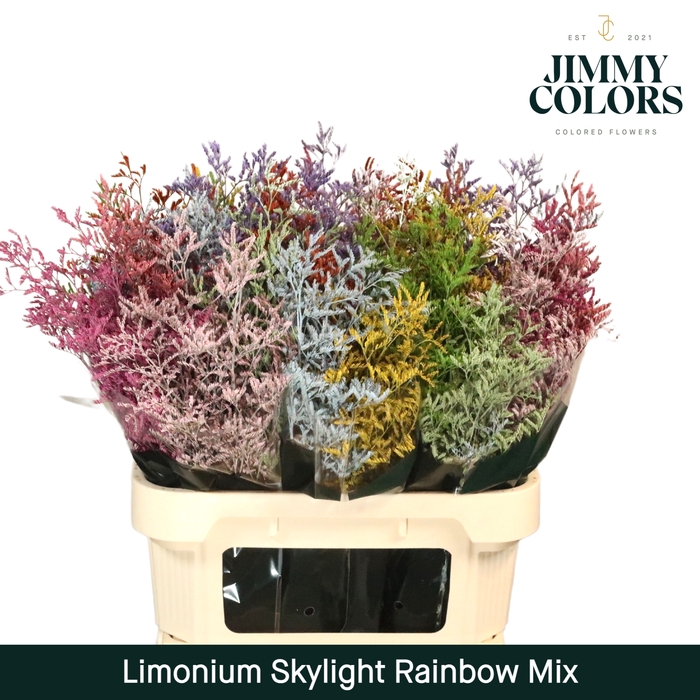 <h4>Limonium Skylight L70 Rainbow mix</h4>
