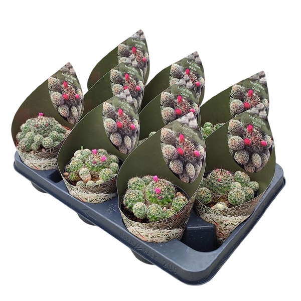 <h4>MAMMILLARIA GRACILIS - POT Ø 10,5 WITH POTCOVER (CACTUS)</h4>