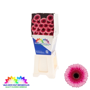 Germini Isabelle Diamond