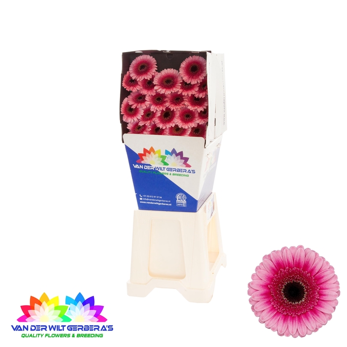 <h4>Germini Isabelle Diamond</h4>