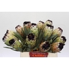 Protea Niobe