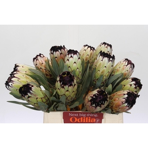 Protea Niobe