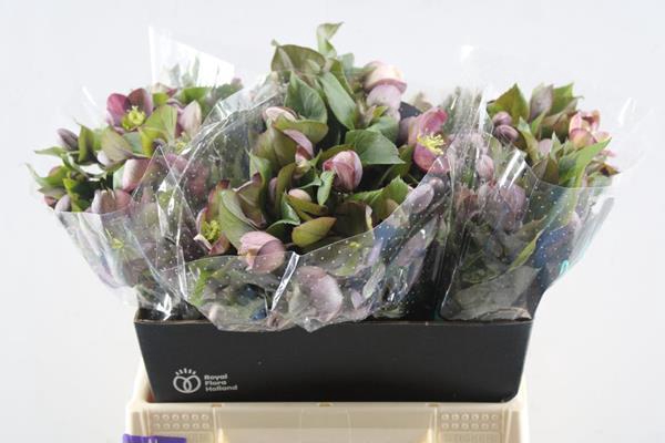 <h4>Hell Mammoth Pink L40</h4>