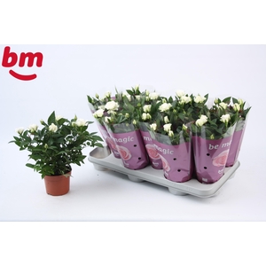 Rosa White Jewel Beau Monde