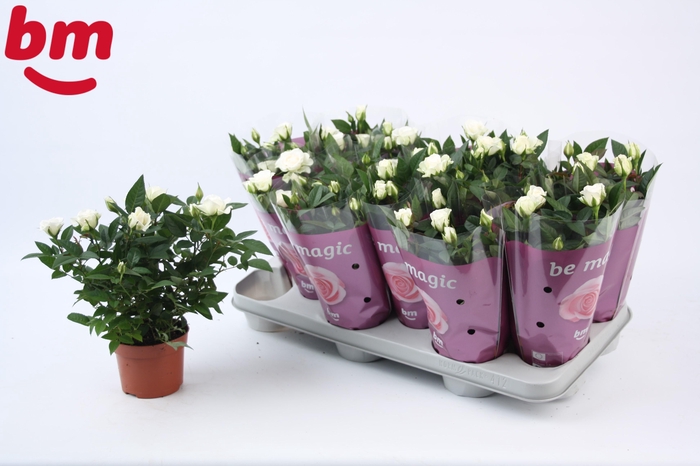 <h4>Rosa White Jewel Beau Monde</h4>