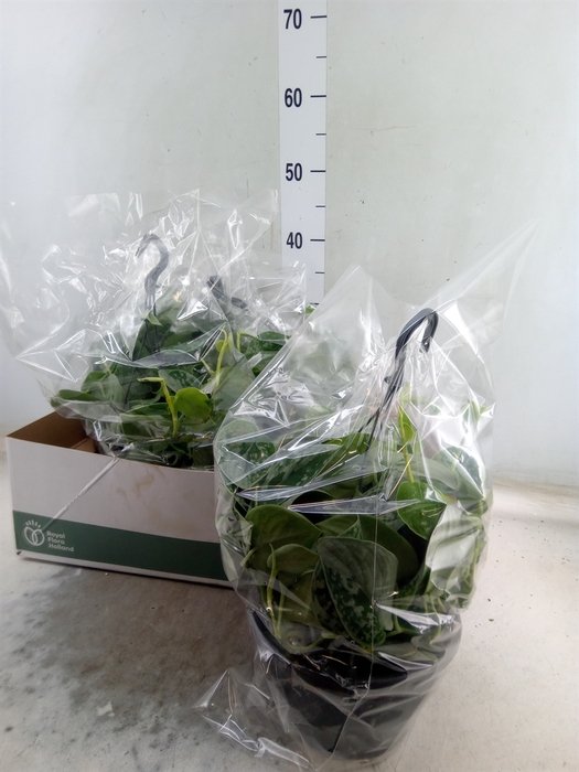 <h4>Scindapsus pictus 'Silvery Ann'</h4>