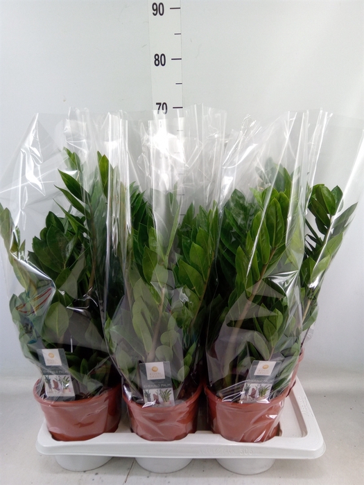 <h4>Zamioculcas zamiifolia</h4>