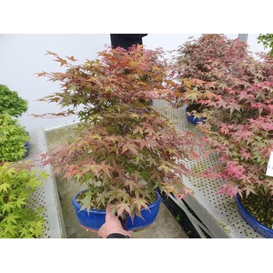 Acer palmatum deshojo, pot 31cm.