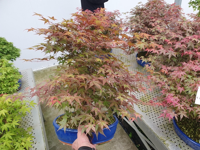<h4>Acer palmatum deshojo, pot 31cm.</h4>