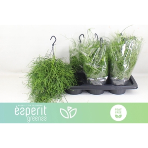 RHIPSALIS BA OASIS