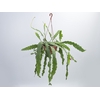 EPIPHYLLUM PHYLLANTHUS C21
