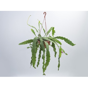 EPIPHYLLUM PHYLLANTHUS C21