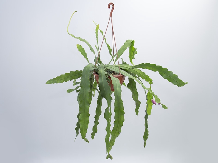 EPIPHYLLUM PHYLLANTHUS C21