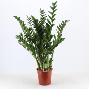 Zamioculcas zamiifolia