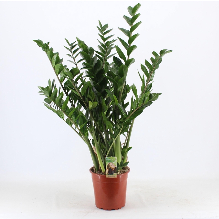<h4>Zamioculcas zamiifolia</h4>
