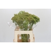 Ammi Visnaga Green Mist