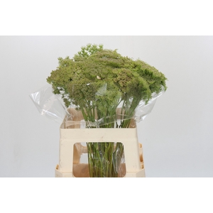 Ammi Visnaga Green Mist
