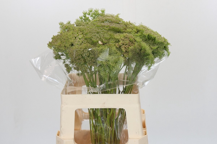 <h4>Ammi Visnaga Green Mist</h4>