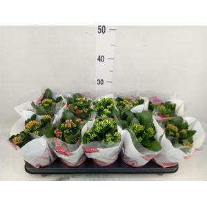 Kalanchoe blos.   ..mix 6