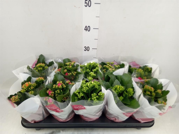 <h4>Kalanchoe blos.   ..mix 6</h4>