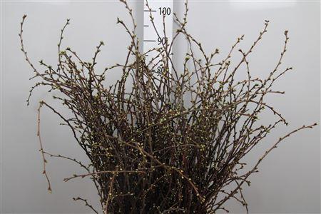 <h4>Kersenbloesem P Bos</h4>