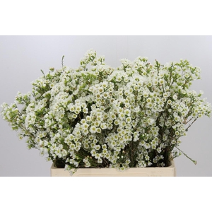 Chamelaucium Marlene