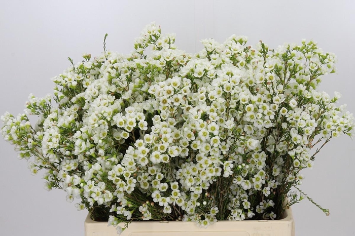 <h4>Chamelaucium Marlene</h4>