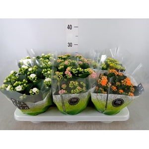 Kalanchoe blos.   ..rosebud mix  4