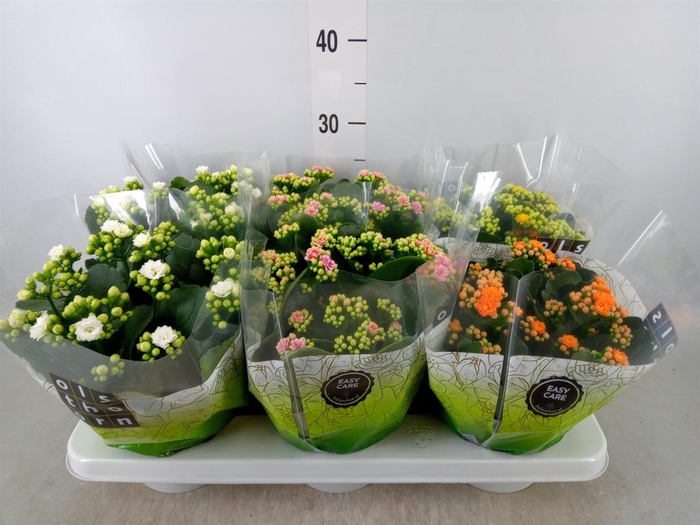 <h4>Kalanchoe blos.   ..rosebud mix  4</h4>