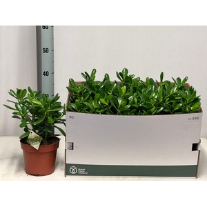 CRASS OVATA