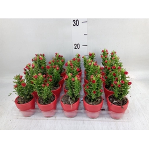 Austrocylindropuntia subulata