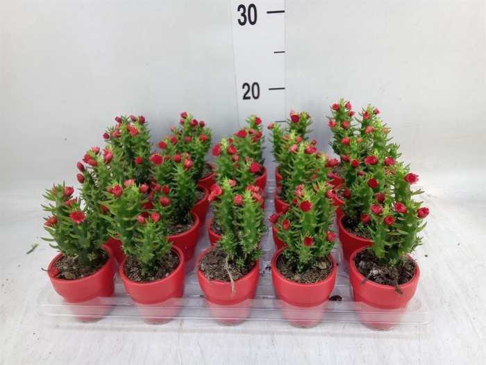 <h4>Austrocylindropuntia subulata</h4>