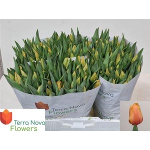 Tu En Salmon Lalibel