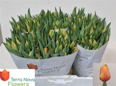 <h4>Tu En Salmon Lalibel</h4>