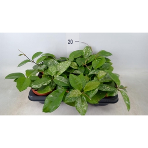 Hoya carnosa 'Freckles Splash'