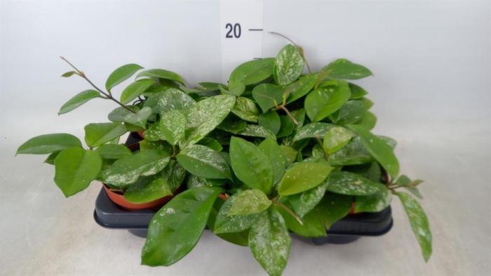 <h4>Hoya carnosa 'Freckles Splash'</h4>