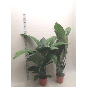 Spathiphyllum Sensation 24Ø 140cm 1fl