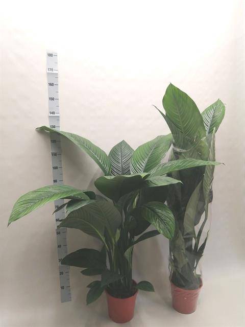 Spathiphyllum Sensation 24Ø 140cm 1fl
