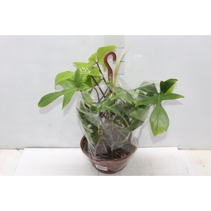 PHILODENDRON FLORIDA C21