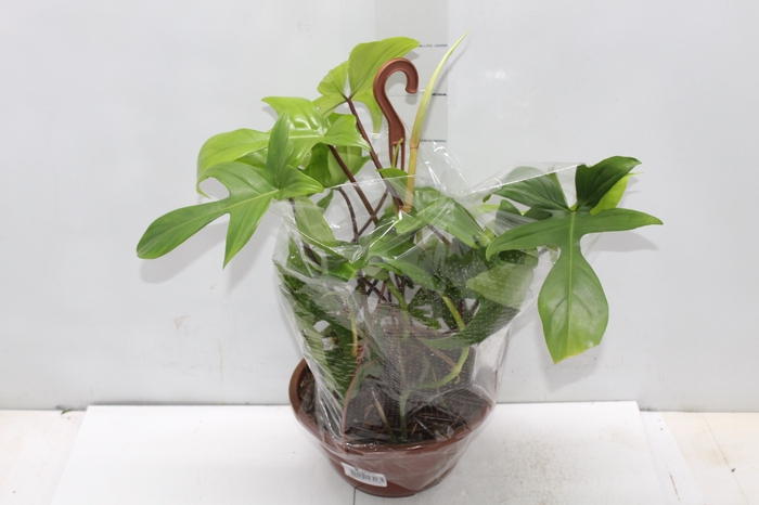 <h4>PHILODENDRON FLORIDA C21</h4>