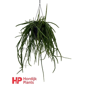 Selenicereus wercklei