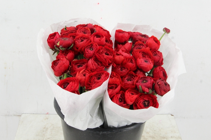 <h4>RAN SUCCES RED</h4>