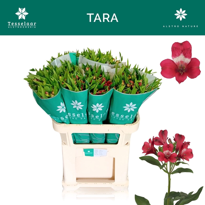 Alstroemeria tara