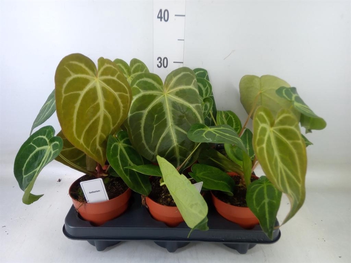 <h4>Anthurium ...</h4>