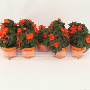 Begonia boliv. 'Encanto Orange'