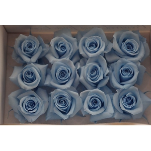 Ro Pres Mini Blue Light